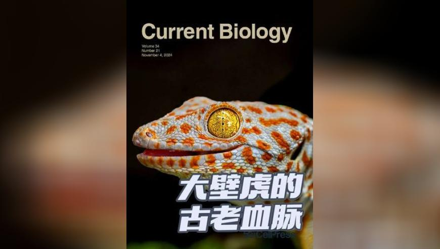 管家婆三肖三码必出题,功夫2.0,展开计划实施_轻量版V14.14